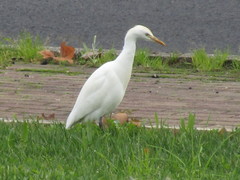 Bubulcus ibis