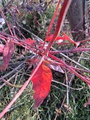Persicaria japonica