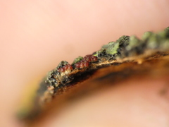 Botryosphaeriales