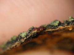 Botryosphaeriales