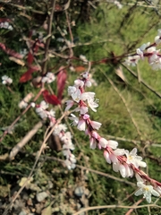 Persicaria japonica