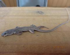 Aspidoscelis marmoratus