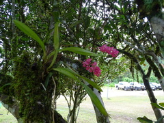 Rodriguezia lanceolata