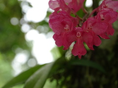 Rodriguezia lanceolata