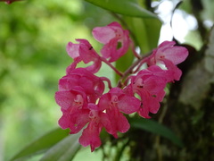 Rodriguezia lanceolata