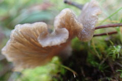 Arrhenia subglobisemen