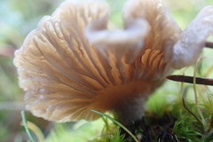 Arrhenia subglobisemen