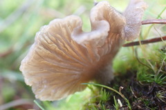 Arrhenia subglobisemen