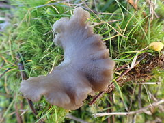 Arrhenia subglobisemen