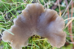 Arrhenia subglobisemen