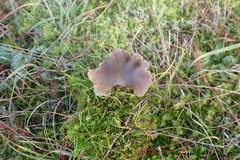 Arrhenia subglobisemen