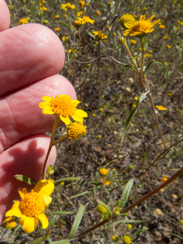 Heliomeris longifolia var. annua