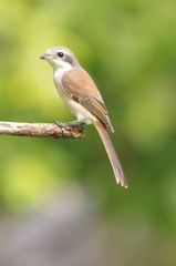 Lanius collurioides
