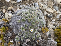 Myosotis pulvinaris
