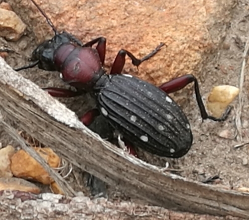 Tenspot ground beetle