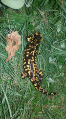 Salamandra salamandra gallaica