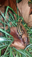 Salamandra salamandra gallaica