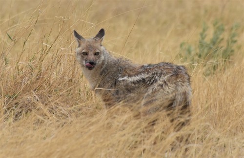 Side-striped Jackal