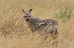 Lupulella adusta adusta