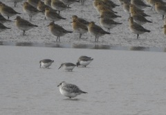 Pluvialis squatarola