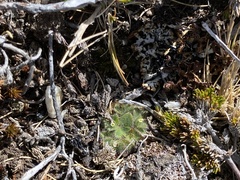 Myosotis brevis