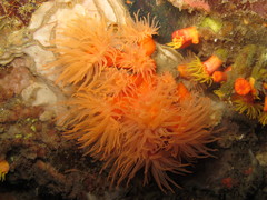 Tubastraea