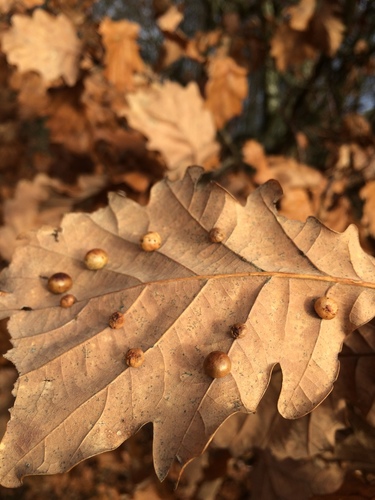 Pea Gall Wasp