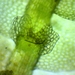 Calypogeia neogaea - Photo (c) Rob Routledge, algunos derechos reservados (CC BY-NC), subido por Rob Routledge