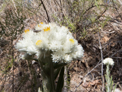 Pseudognaphalium leucocephalum