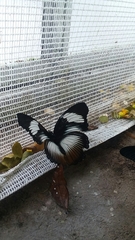 Hypolimnas monteironis