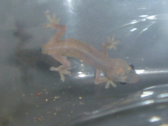 Hemidactylus frenatus
