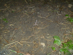 Hemidactylus frenatus