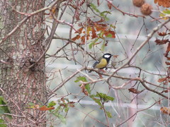 Parus major