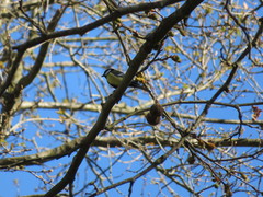 Parus major