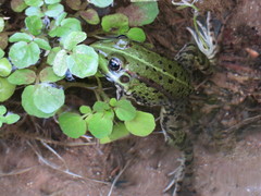 Pelophylax perezi