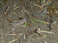 Hemidactylus frenatus