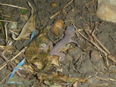 Hemidactylus frenatus