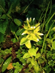 Cerastium glomeratum
