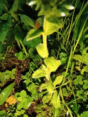 Cerastium glomeratum