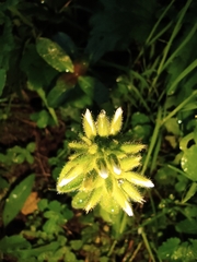 Cerastium glomeratum