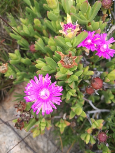 Ruschia knysnana