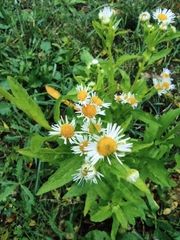 Erigeron annuus