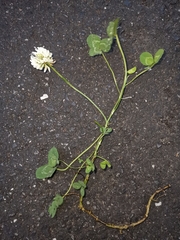Trifolium repens