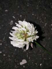 Trifolium repens