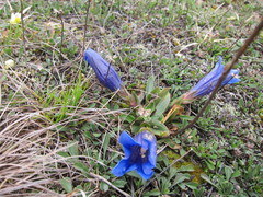 Gentiana clusii