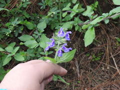 Salvia zamoranensis