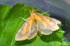Ostrinia palustralis