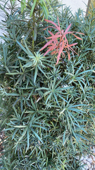 Podocarpus macrophyllus