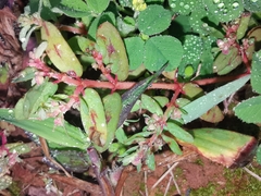 Euphorbia maculata