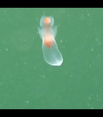 Clione